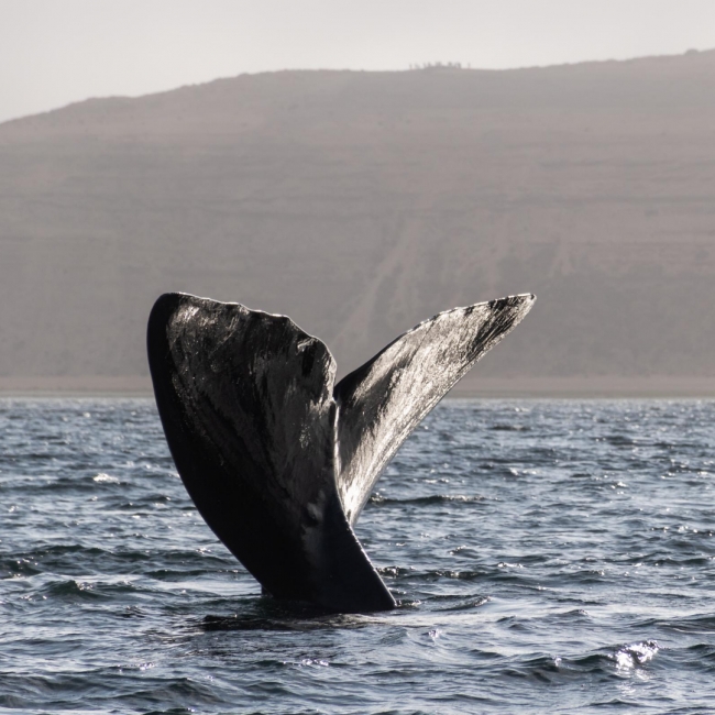 Puerto Madryn  Ballenas a la vista